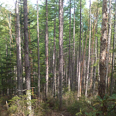 130606_p02.jpg