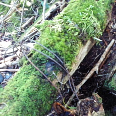 170529_p15.jpg