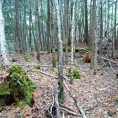 170429_p21.jpg