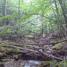 130706_p33.jpg