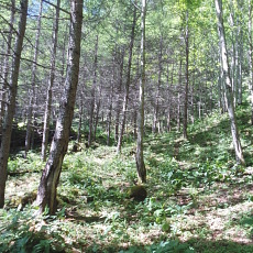 180603_p02.jpg