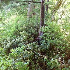 180617_p15.jpg