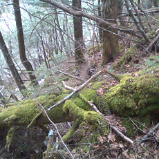 110430_p01.jpg