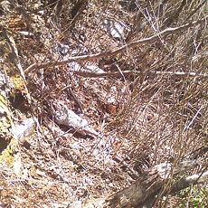 130506_p11.jpg