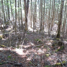 180603_p08.jpg