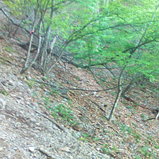 130517_p07.jpg