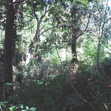 180617_p21.jpg