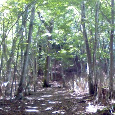 100718_n05.jpg